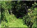 Footpath through the trees to Langford