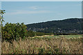 Field & hedges on Helsby Marsh