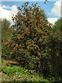 Rowan berries