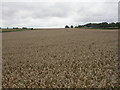 Brockington, cornfield