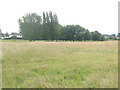 TL3806 : Meadow at Lower Nazeing by Stephen Craven
