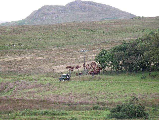 Herding cattle on Ardlussa Estate