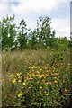 Fleabane and Paddock Copse