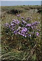 Sea Lavender near Paglesham Creek