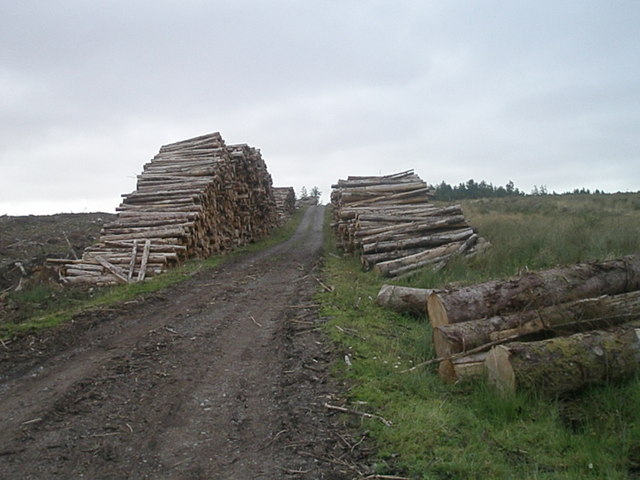 Timber Stack in Belmore Forest