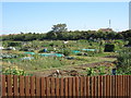 Ham Shades Allotments, Whitstable