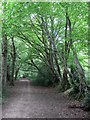 Bridleway to Ditchling Common