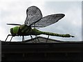 Giant dragonfly at Barnes