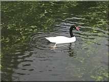 TQ2277 : Black-necked Swan at Barnes by M J Richardson
