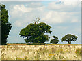 Gibbet Tree and friends, Capp