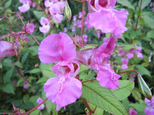 Himalayan Balsam © brian clark :: Geograph Britain and Ireland