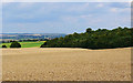 Wheat field near Priest Grove, west of Leafield