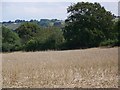 Stubble near Bushton