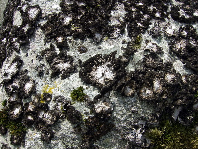 Rock tripe lichen on Carn Goedog, another view