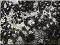 SN1233 : Rock tripe lichen on Carn Goedog, another view by Natasha Ceridwen de Chroustchoff
