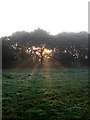 Mist and Sunlight, Ditchling Common