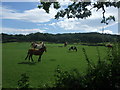 Horses at rest Rhyd-Ifan