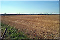 Harvested Crop field