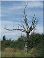 SP8514 : A dead tree by the bridleway between Broughton and Puttenham by Chris Reynolds