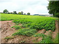 Potato crop at Yatton