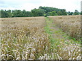 Footpath across a wheatfield