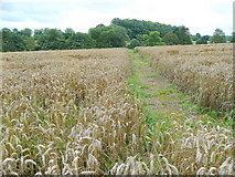 SO6330 : Footpath across a wheatfield by Jonathan Billinger
