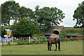 Horse at Hazleden Farm