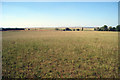 View to Luddenham Marshes