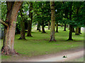 Trees in Canal Fields, Berkhamsted