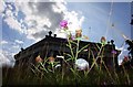 SU8294 : Wildflowers on West Wycombe Hill by Steve Daniels