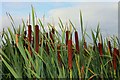 Reed Mace at Hill Farm Lake