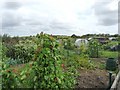 TL2570 : Allotments on the Cambridge Road by Mike W Hallett