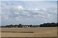 Fields on Kirton Cliff