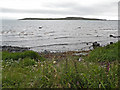 Vegetation-clogged shoreline near Keils