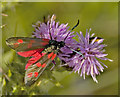 Burnet Moth