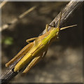 Common Green Grasshopper (Omocestus viridulus)