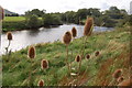 SO5438 : Teasels growing on the banks of the River Wye by Roger Davies