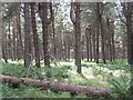 NO4928 : Tentsmuir Forest by Richard Webb