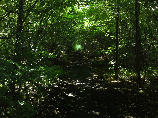 Green tree tunnel