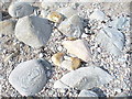 Cobbles and Rocks on Newtonhill Beach