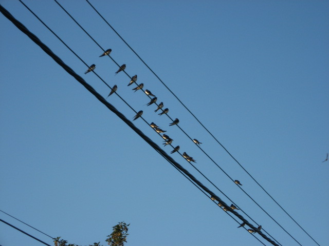 Swallows on the telephone lines