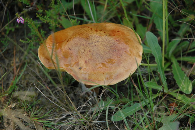 Fungus in the Dyfi Forest