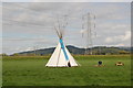SO5536 : Australian Red Indian encampment? by Roger Davies