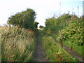 Northwards along the old railway line