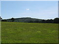 Green pastures at Ridlington Farm