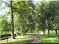 Tree lined path in the parkland bit of Callendar Park