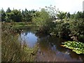 Pond, Lee Moor