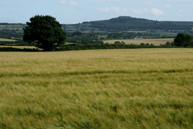 Barley field east of Camolin