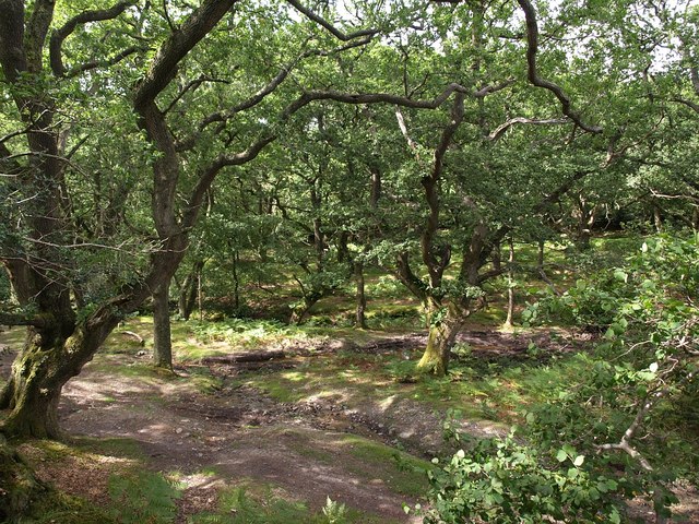 Lower Hooksburry Wood