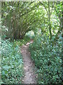 Footpath through Running Water Plantation